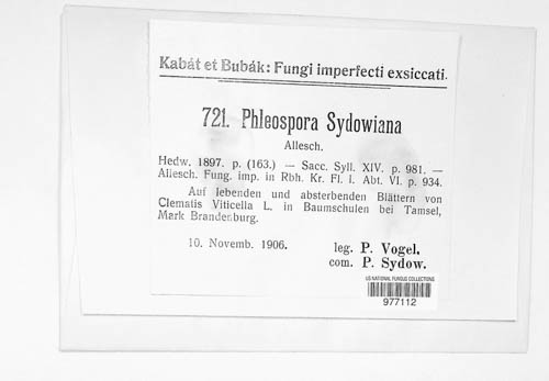 Septoria sydowiana image